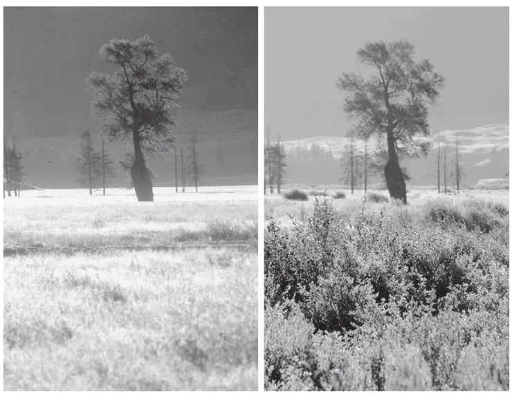 在灰狼重新引入黃石公園後，山楊的數量恢復了。左邊的照片是引入前，右邊是引入之後，可以看到少了鹿的啃咬，山楊（位於前景）生長茂密。Photo Credit: 八旗文化