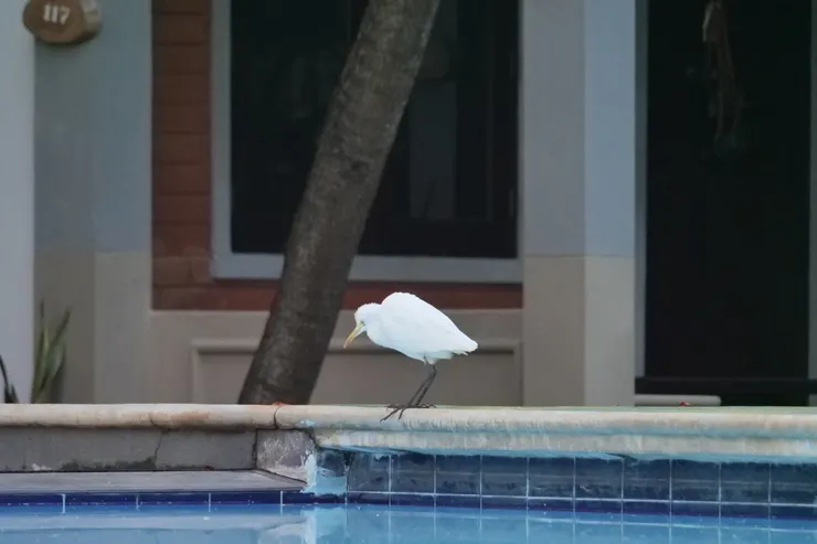 牠是想要游泳嗎？