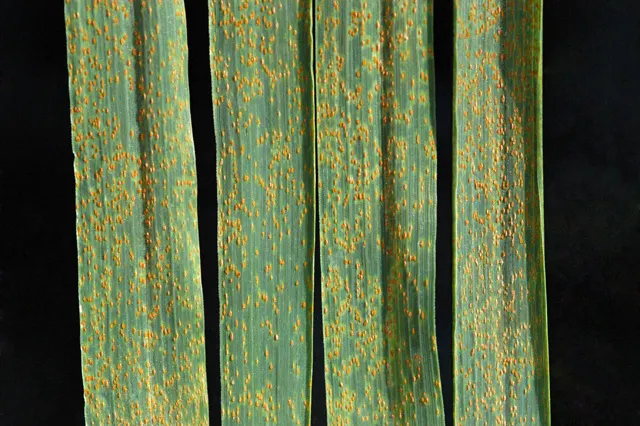 得了葉銹病的小麥。By James Kolmer - http://www.ars.usda.gov/is/graphics/photos/jun06/d519-1.htm, Public Domain