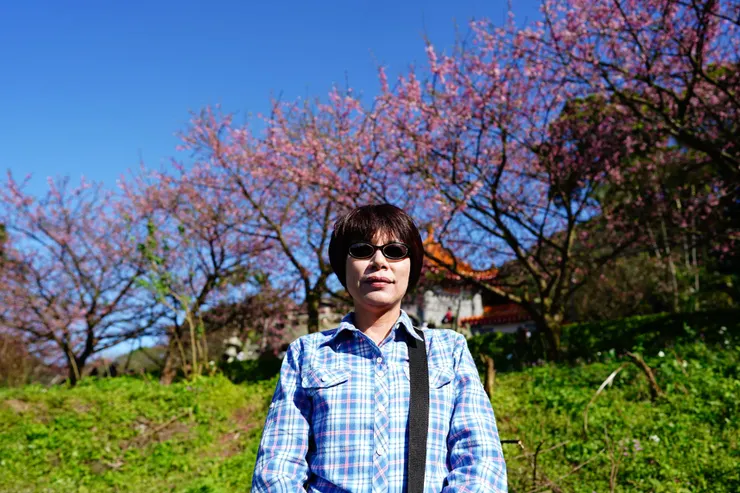 淡水天元宮，三色櫻已近尾聲