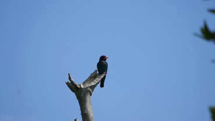 站在枯枝上是三寶鳥的招牌動作