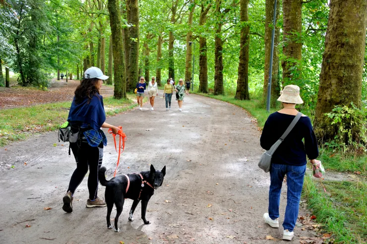 【走在林蔭大道】