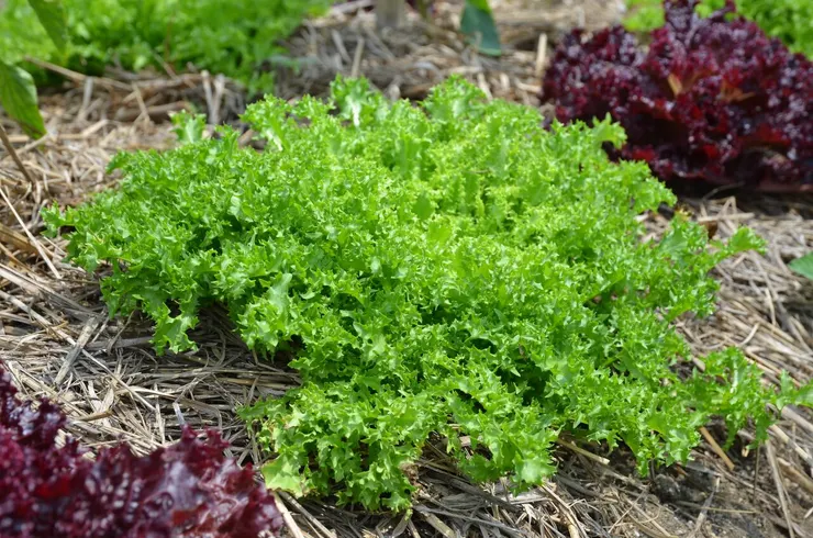 菊苣--從來沒這麼美過!