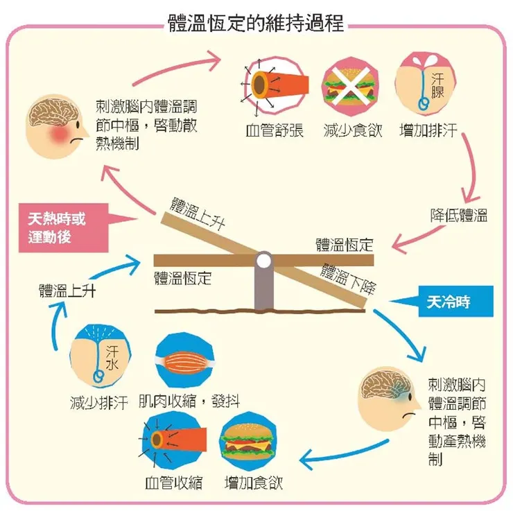 皮膚、脾胃、汗腺、甲狀腺、肌肉都需要工作來維持體溫!