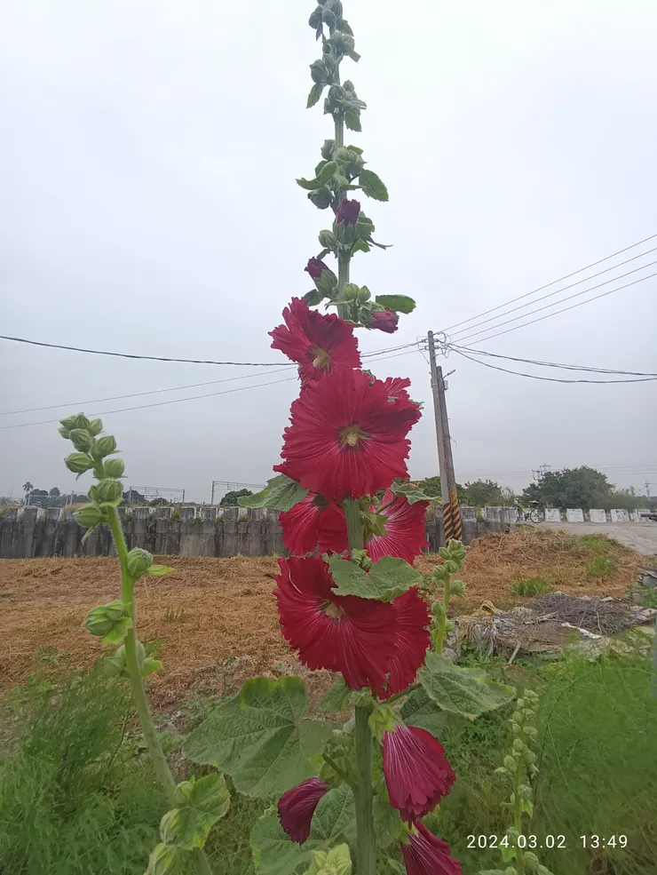 蜀葵（又名一丈紅，四方花等）