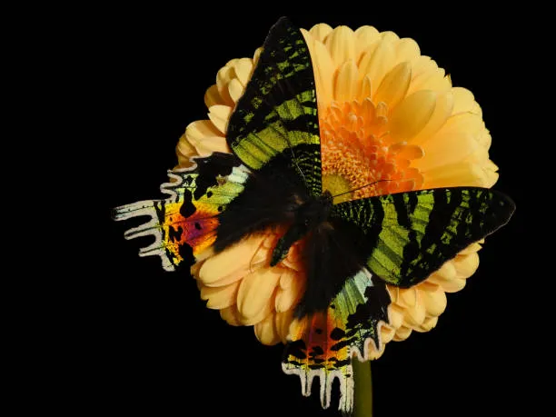 馬達加斯加日落蛾。引用自 Krystyna Rusiecka