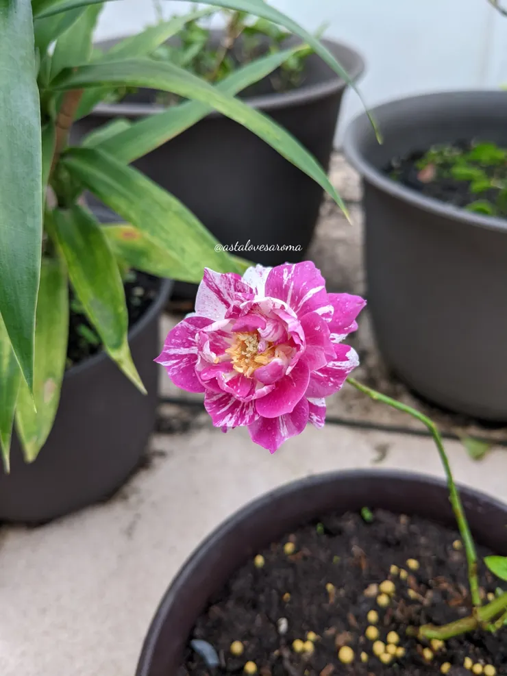 胭脂虎 十二月冬花