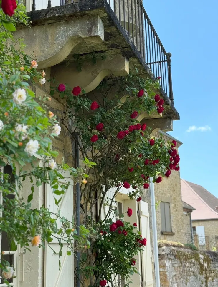 五月，盛開的玫瑰是最迷人的風景
