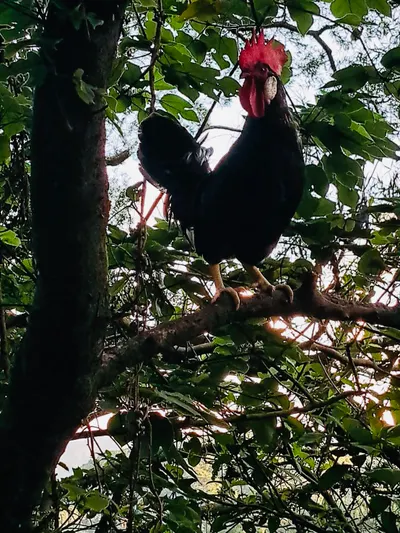 咕咕咕，有人看過公雞上樹嗎？
