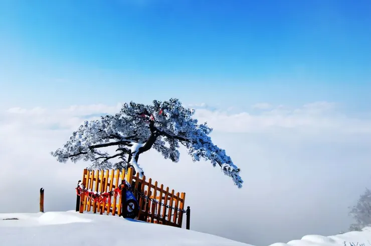 冬日有些樹變成枯枝，有些依舊有葉，有別緻之美。