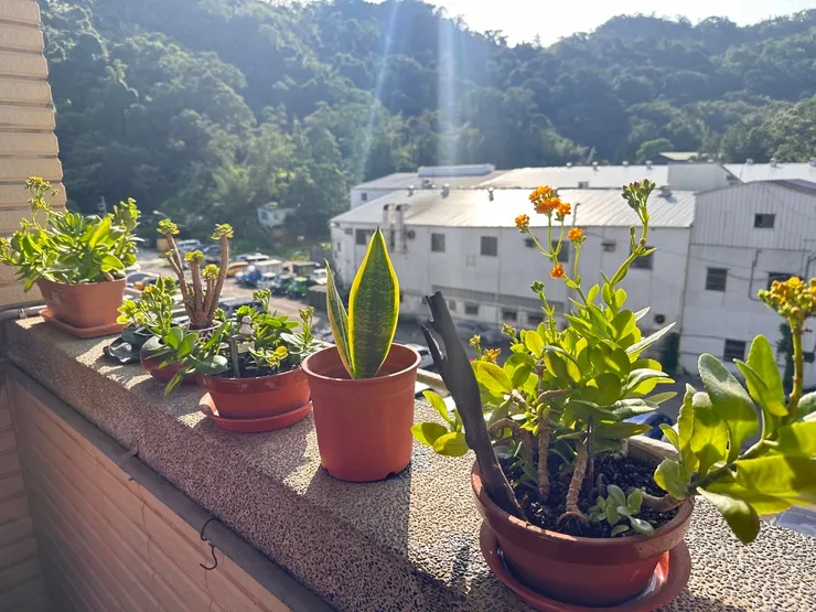 這片充滿陽光的陽台，豬皮也很喜歡(豬皮姐姐提供)