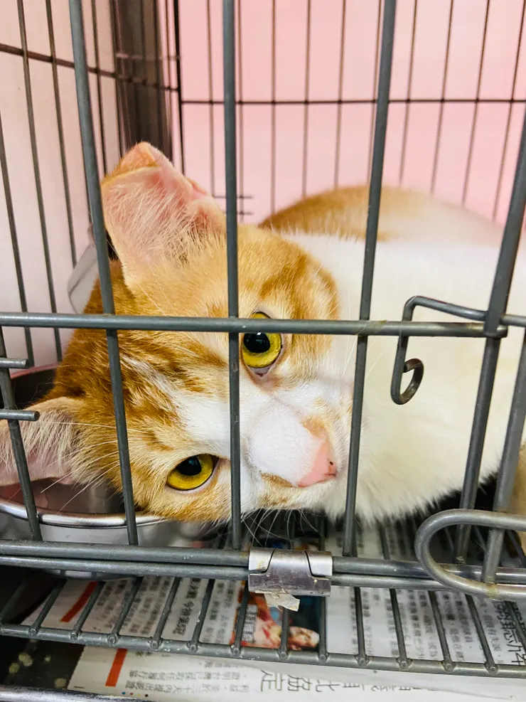 板橋動物之家｜被照顧很好的貓貓