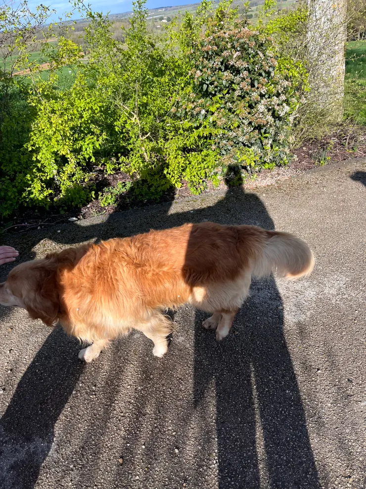 小城堡熱情的看門人。