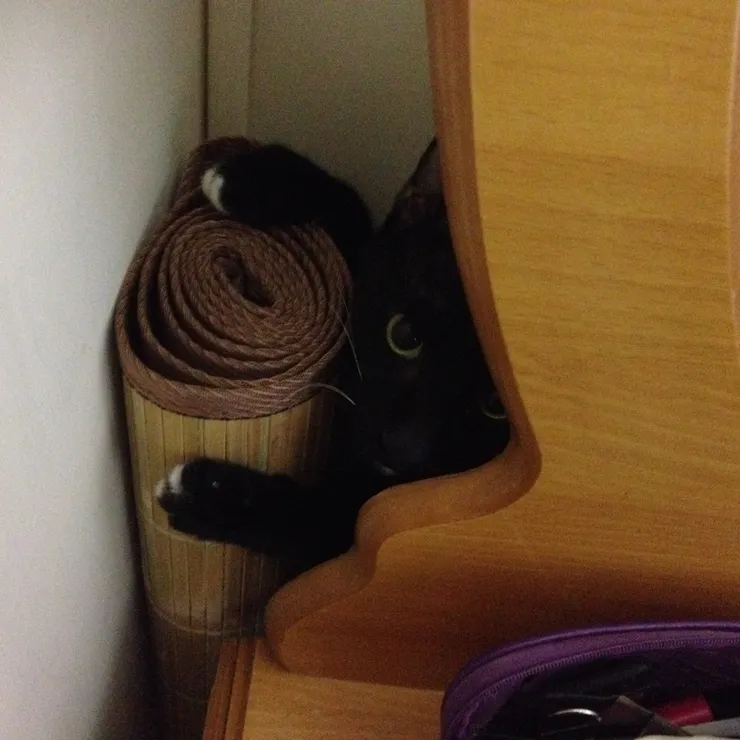 躲在梳妝台後面,用著略帶警戒眼神看著我的小黑。