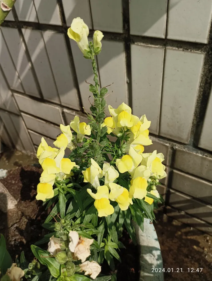 今年花比去年好，自家拍攝