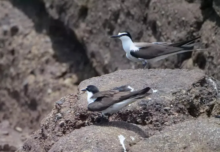 褐翅燕鷗：額頭上白色延伸過眼後