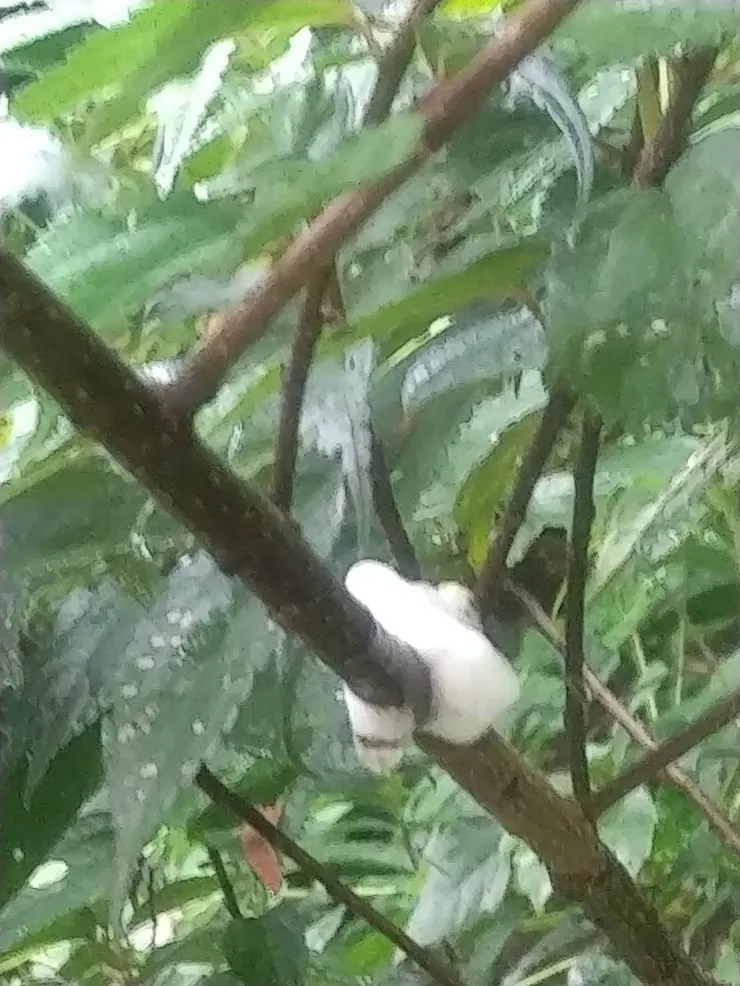 沫蟬幼蟲將自己包裹在泡沫之中之中