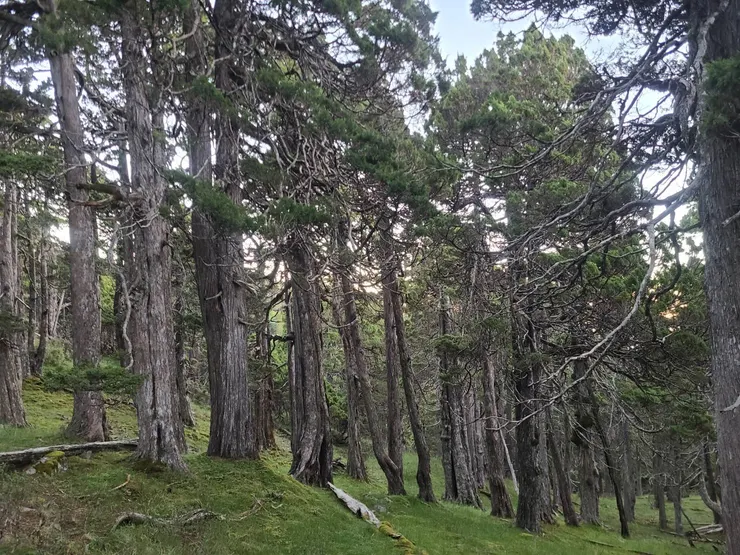 玉山圓柏純林