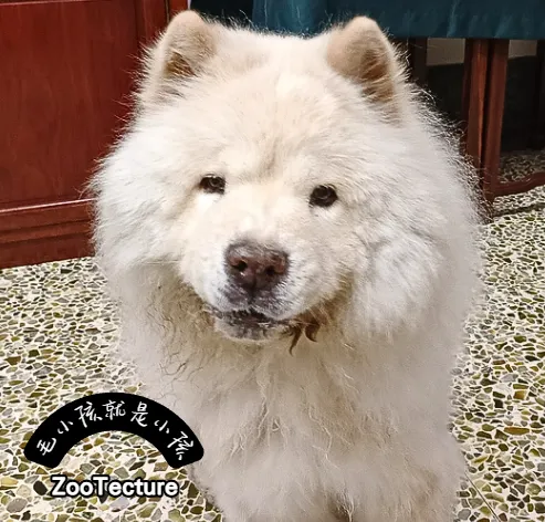 你的狗其實沒在「散步」？嗅覺景觀剝奪指數 (SDI) 與牠的社交憂鬱