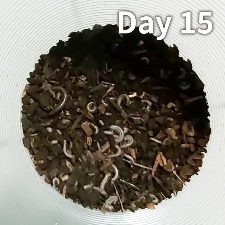 大概抓了1/5杯的早餐店小杯奶茶的容量,裡面大概有4~5個不同的物種 嘔嘔嘔嘔嘔🤮