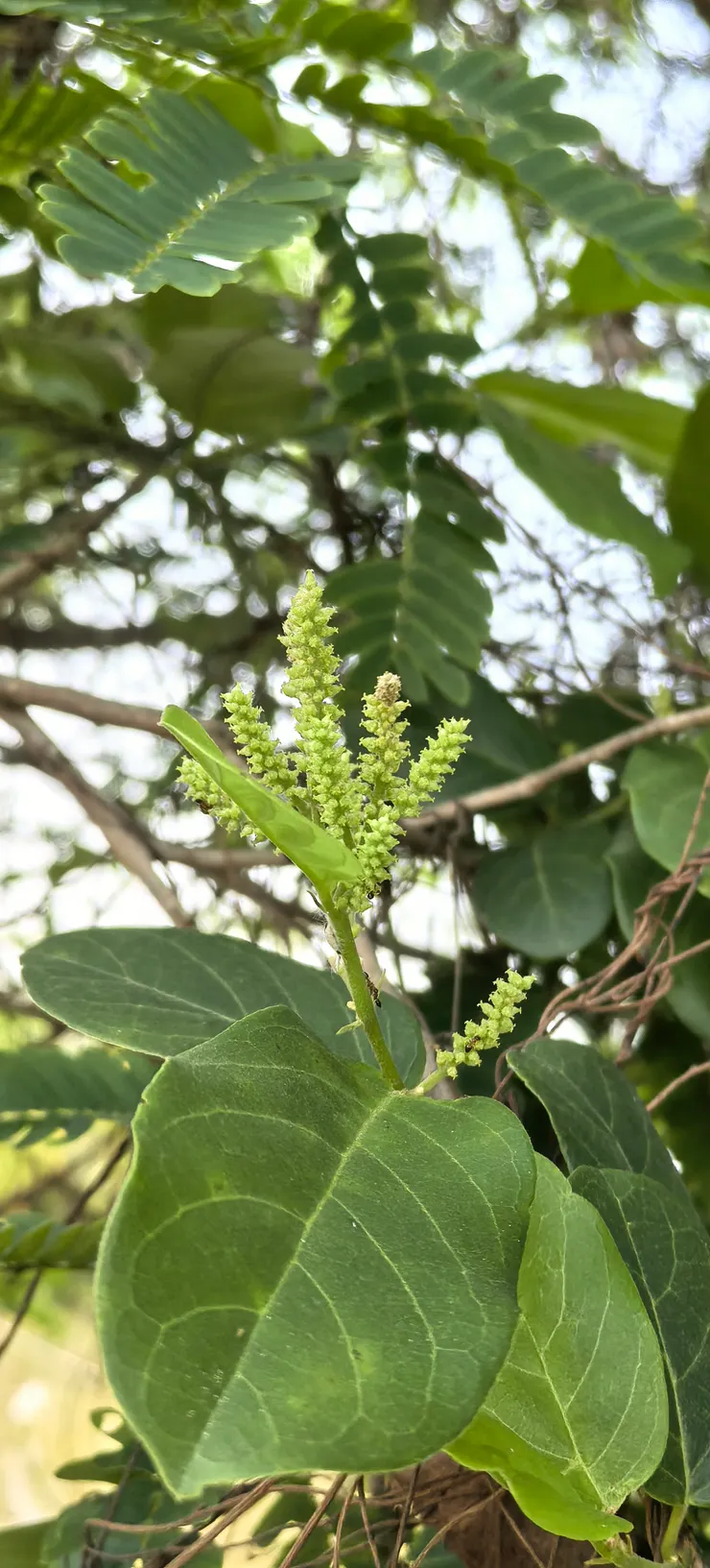 全部為手機拍攝