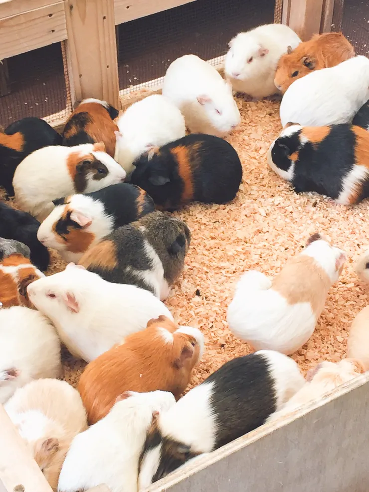 井の頭公園的天竺鼠