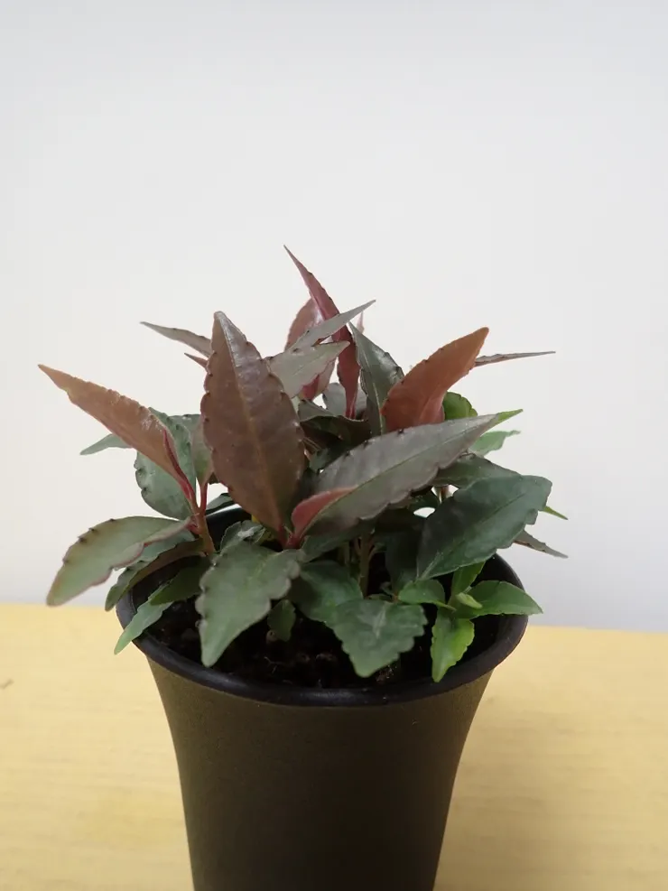 中山社大114.05.08