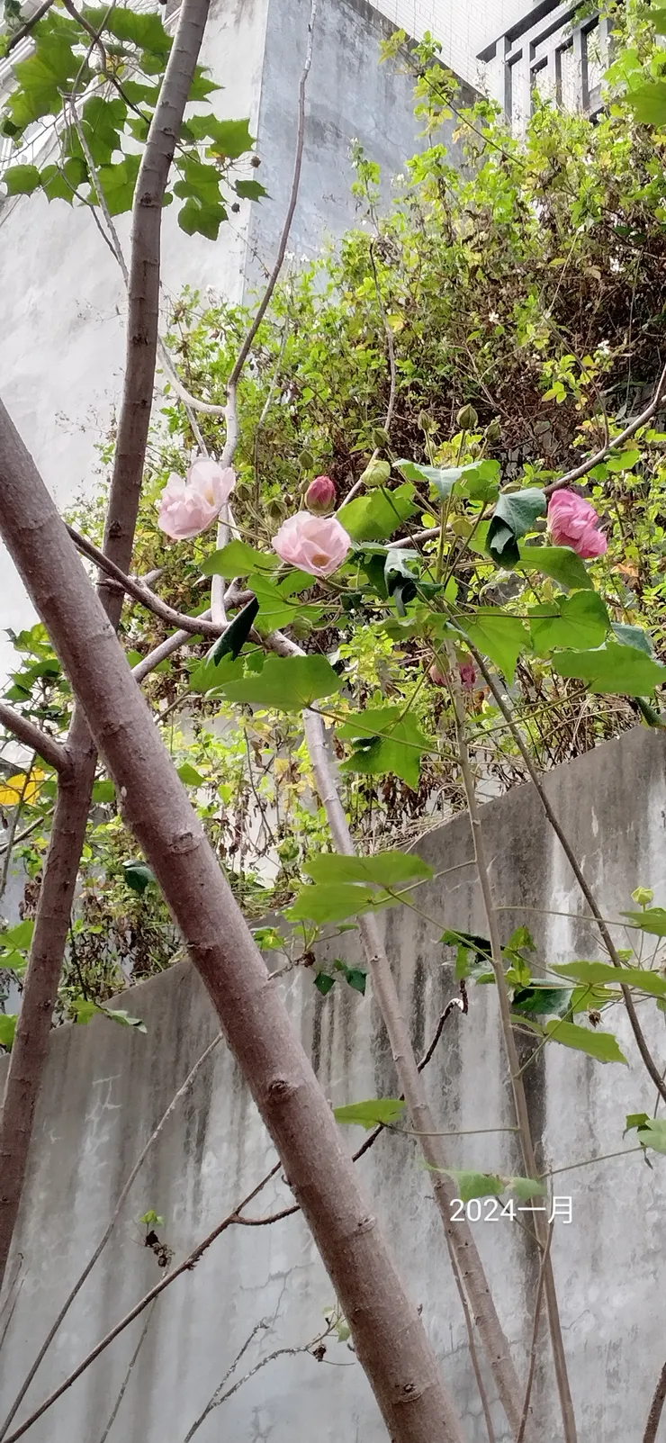 山麓宿舍區的芙蓉花