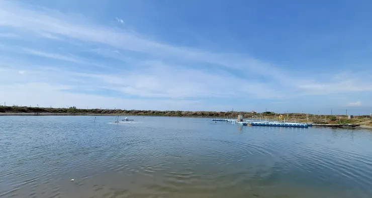 長盈海味屋自家養殖的魚塭。