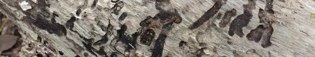 LeoMee in Wonderland