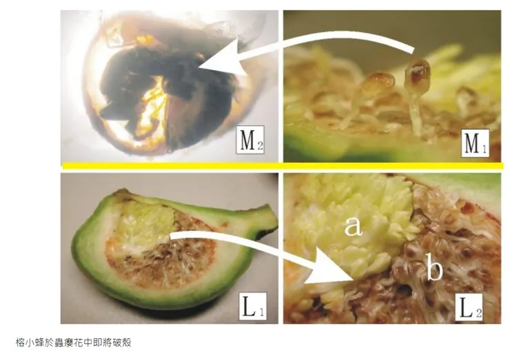即將破殼的薜荔小蜂 出自黑胡桃網路閣