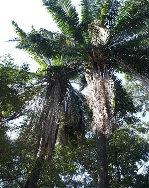src