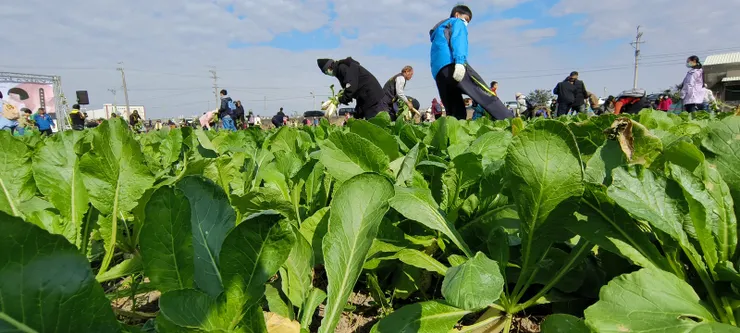 一家一個茄芷袋收穫晶瑩滿滿 回味兒時唱的歌喜聽童稚歡笑