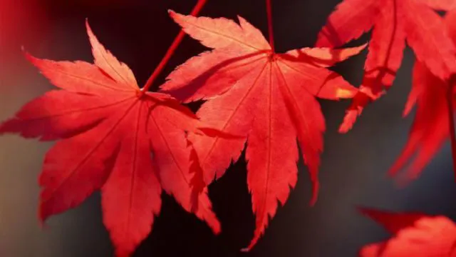 圖片來源網址 : https://www.bhhhg.com/zh-mo/yanghuazhishi/hyjk/75274.html