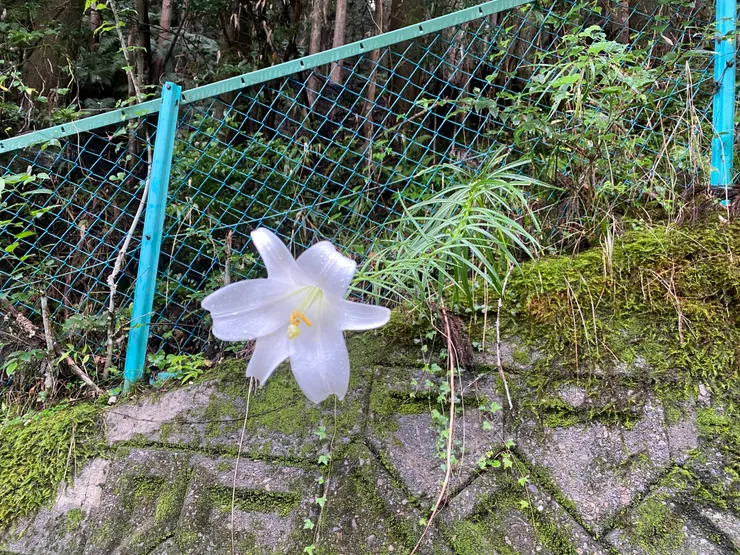 經過剛剛那場大雨淋濕的百合
