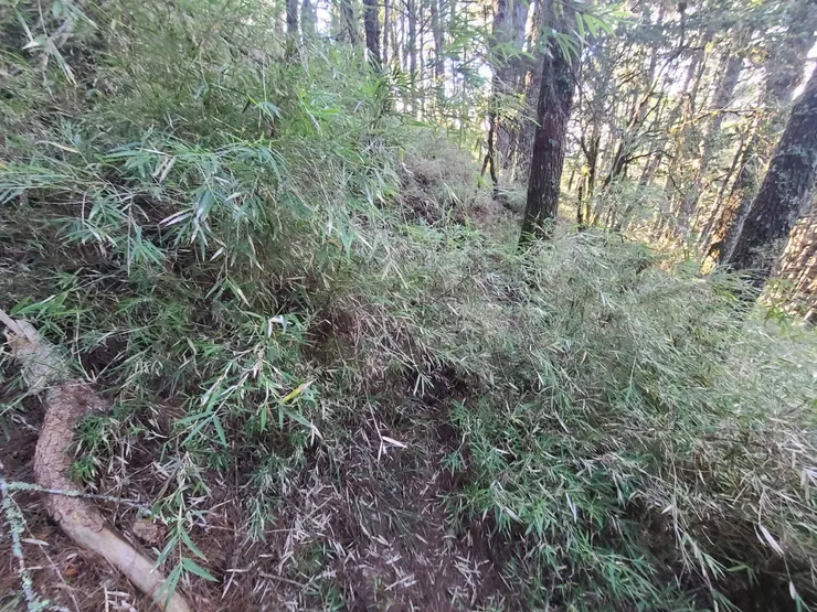 位於正路的右側,路徑蠻好觀察的