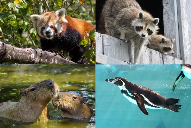 動物園裡有各式各樣的動物 (圖片來自Pixabay)