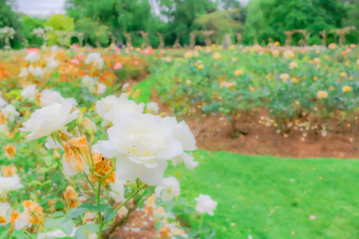 布雷尼宮的玫瑰園一景