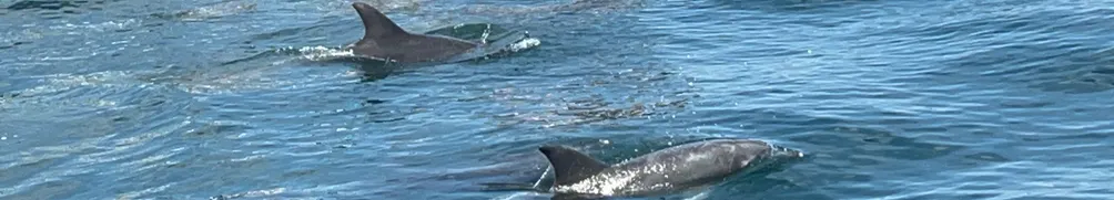 霏霏飛飛的沙龍