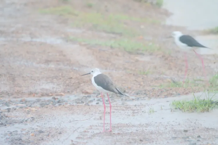 Black-winged Stilt