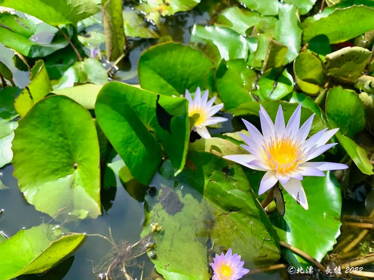北漂。長住。福源山荷花