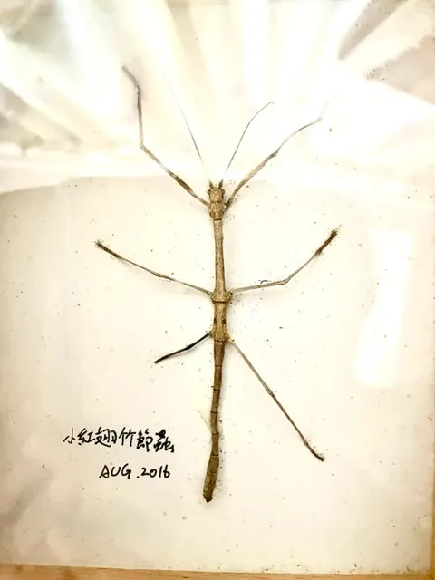 泰國小紅翅的翅膀是紅色的哦，可惜牠還沒來得及讓我看到紅翅膀就已經歸入仙籍了😎