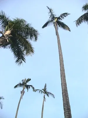 src