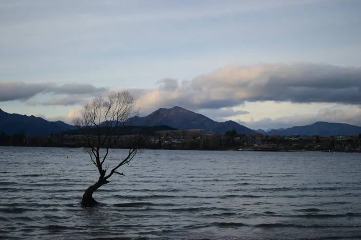 Wanaka Tree