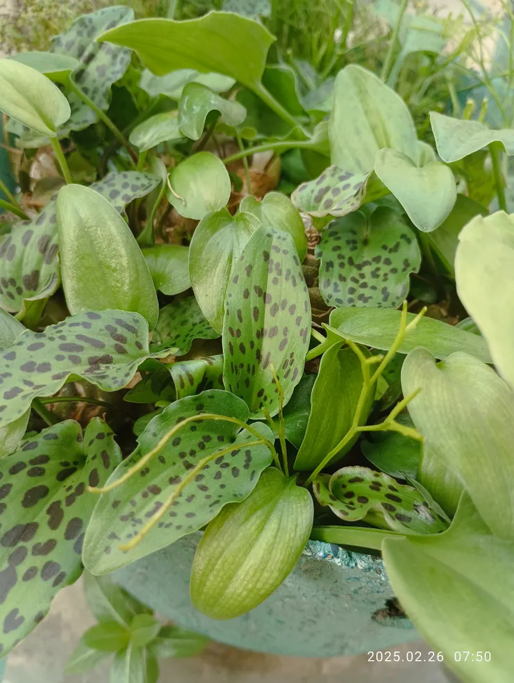 油點百合歡聚攏