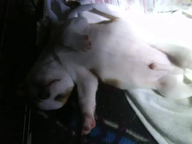 狗兒小弟 睡到翻肚小胖胖