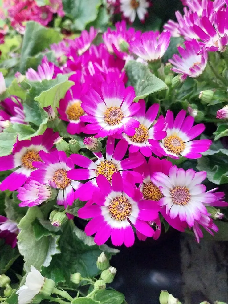 瓜葉菊Pericallis hybrida