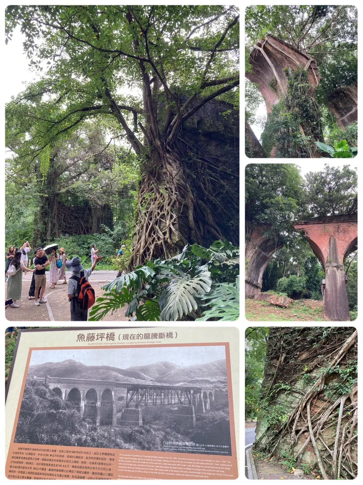 可以近距離看到爬滿綠色植物的龍騰斷橋
