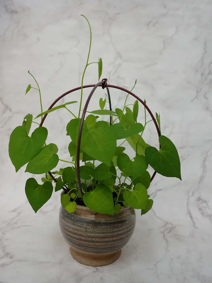 中正社大114.05.14