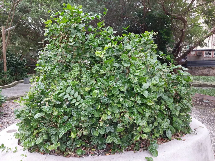 圖4－日善公園內茉莉花叢